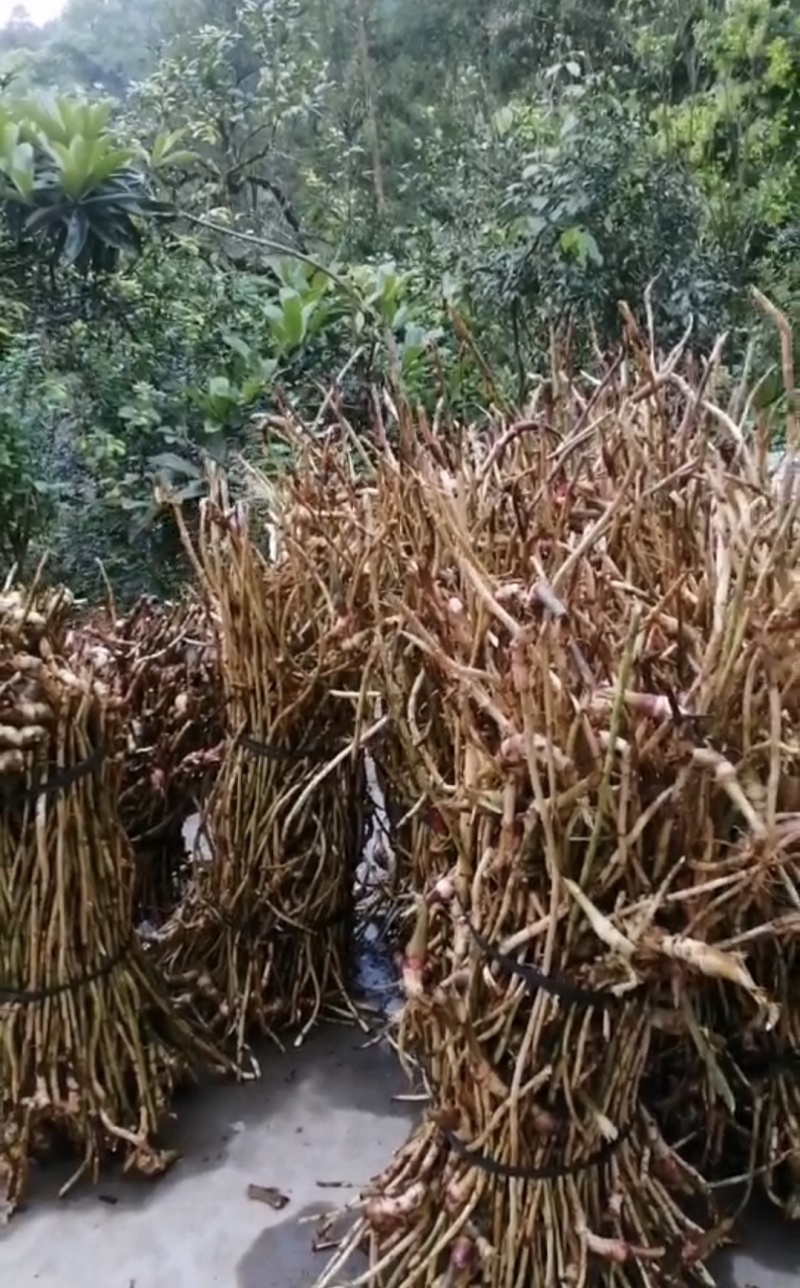 广西蒙山砂仁根（黄苗仔）产地直发鲜货干货都有欢迎联系购买