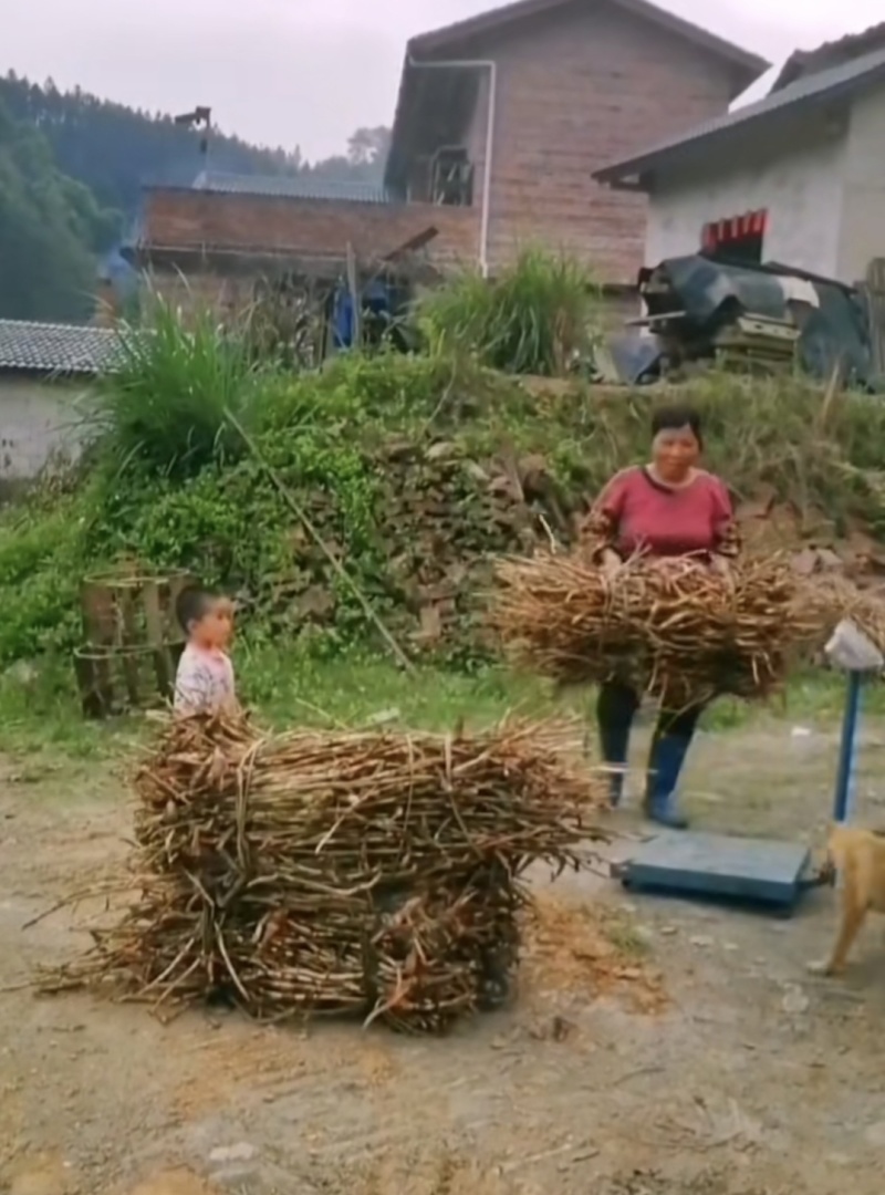 广西蒙山砂仁根（黄苗仔）产地直发鲜货干货都有欢迎联系购买