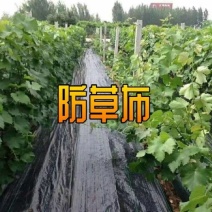 防草布PE材质遮草盖草抗老化保湿厂家发货量大价优