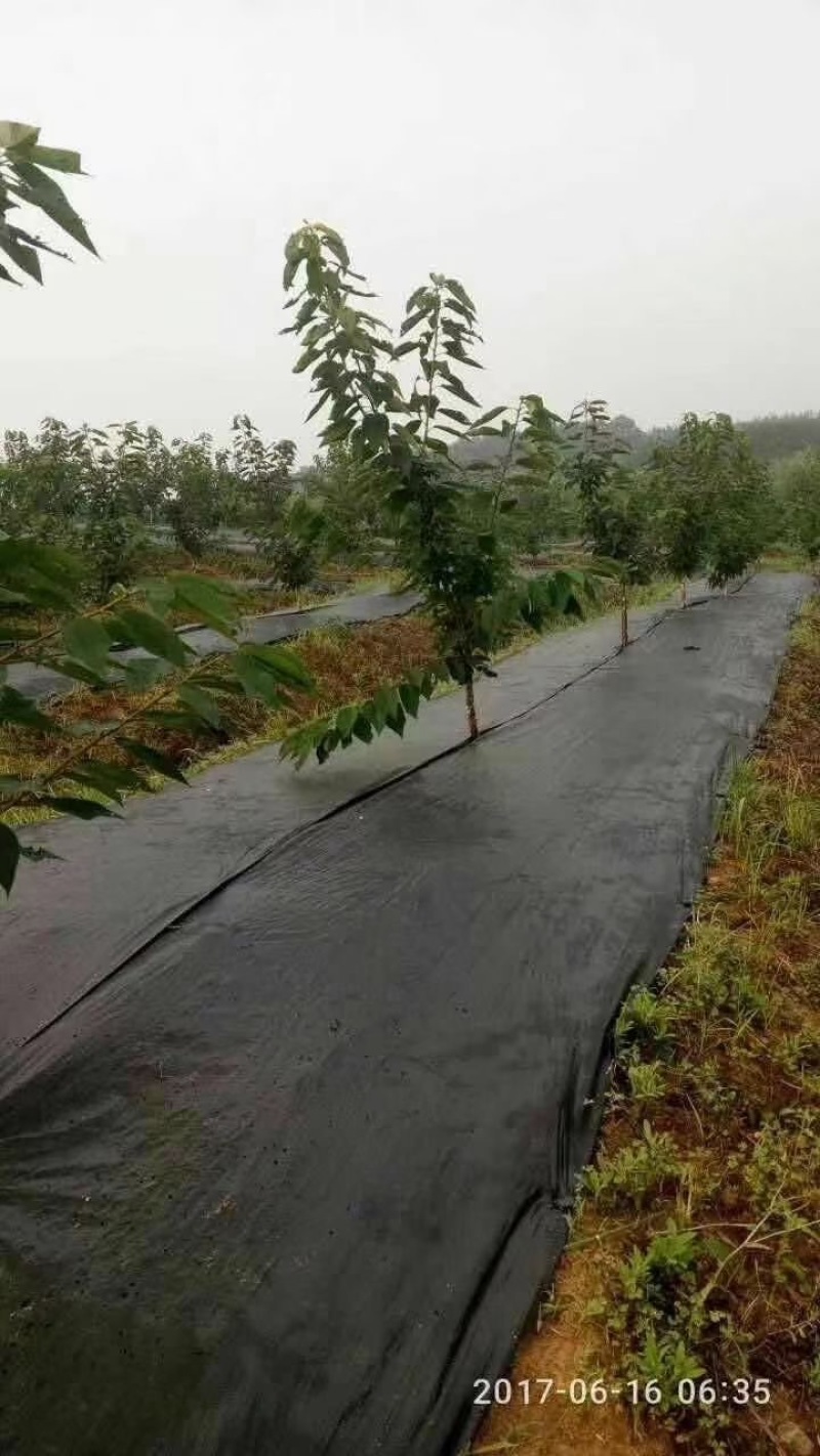 防草布PE材质遮草盖草抗老化保湿厂家发货量大价优