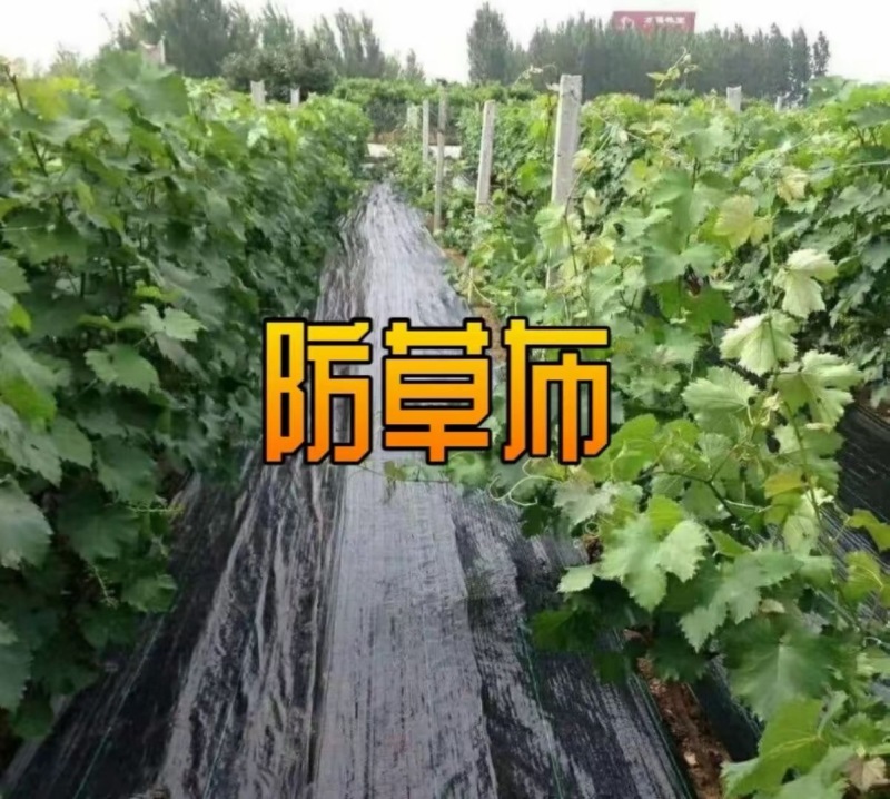 防草布PE材质遮草盖草抗老化保湿厂家发货量大价优