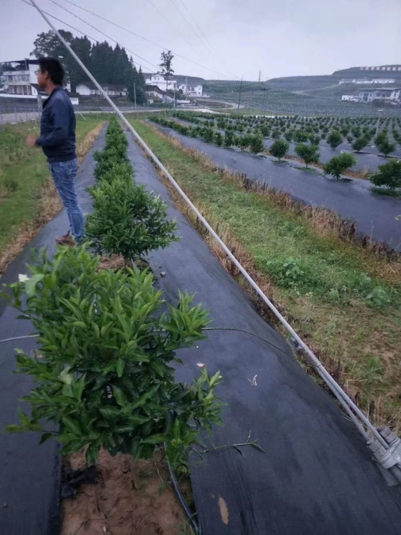 防草布PE材质遮草盖草抗老化保湿厂家发货量大价优