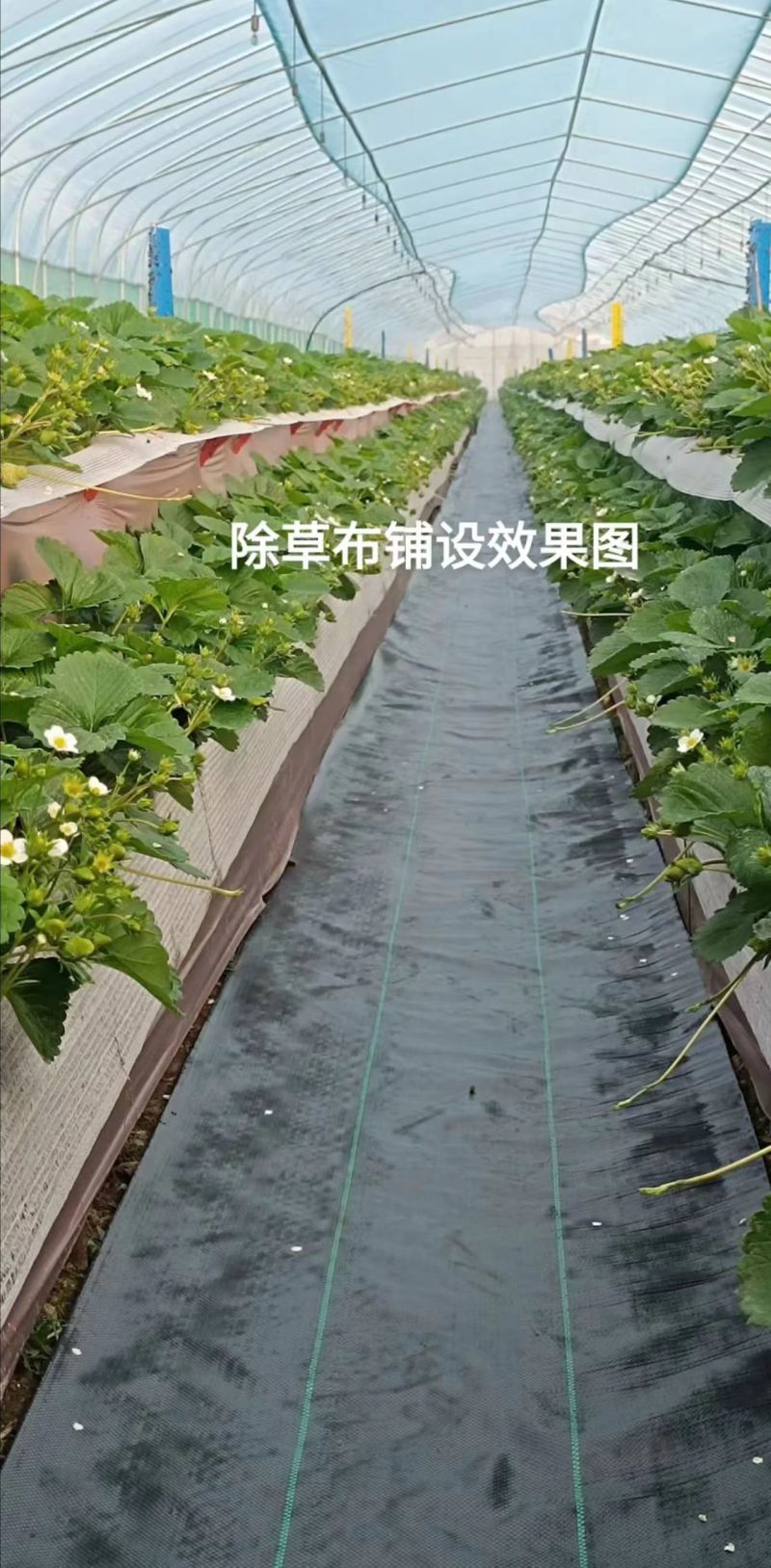 防草布PE材质遮草盖草抗老化保湿厂家发货量大价优