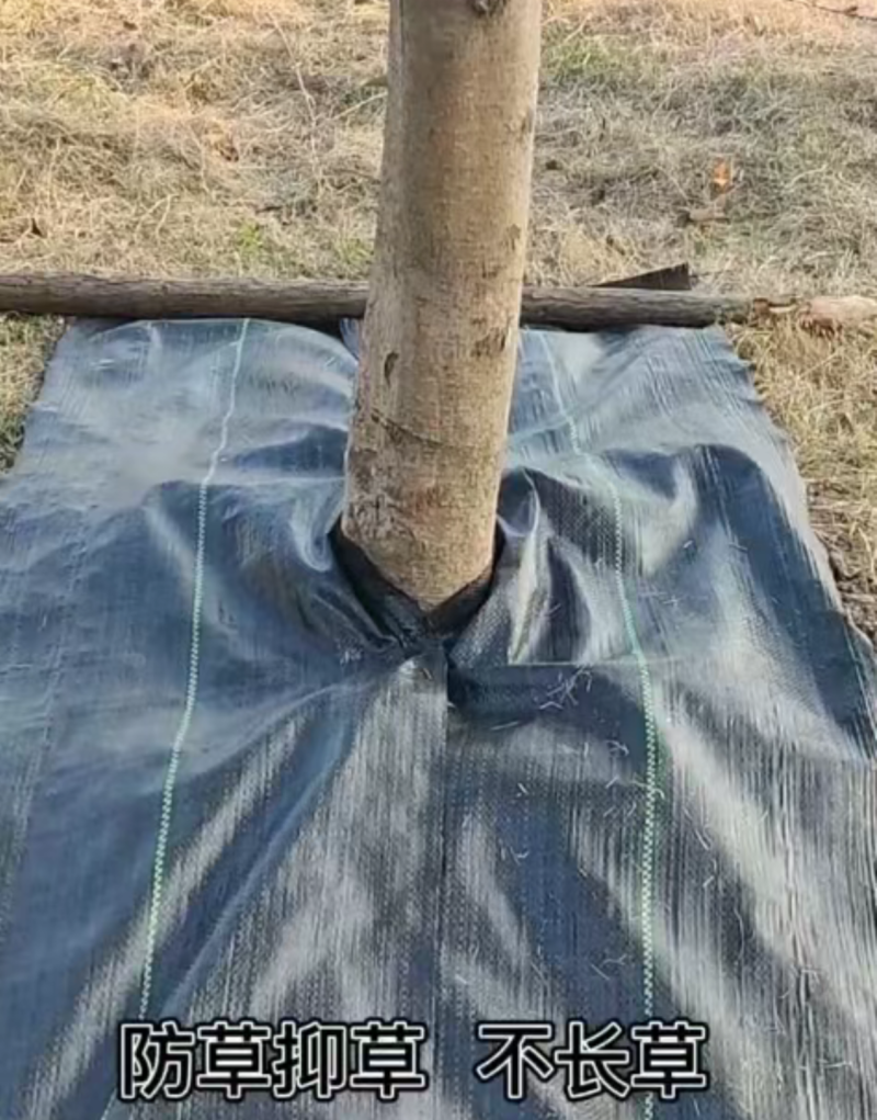 防草布PE材质遮草盖草抗老化保湿厂家发货量大价优