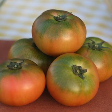 铁皮西红柿，大量上市，价格合适，已出检测报告