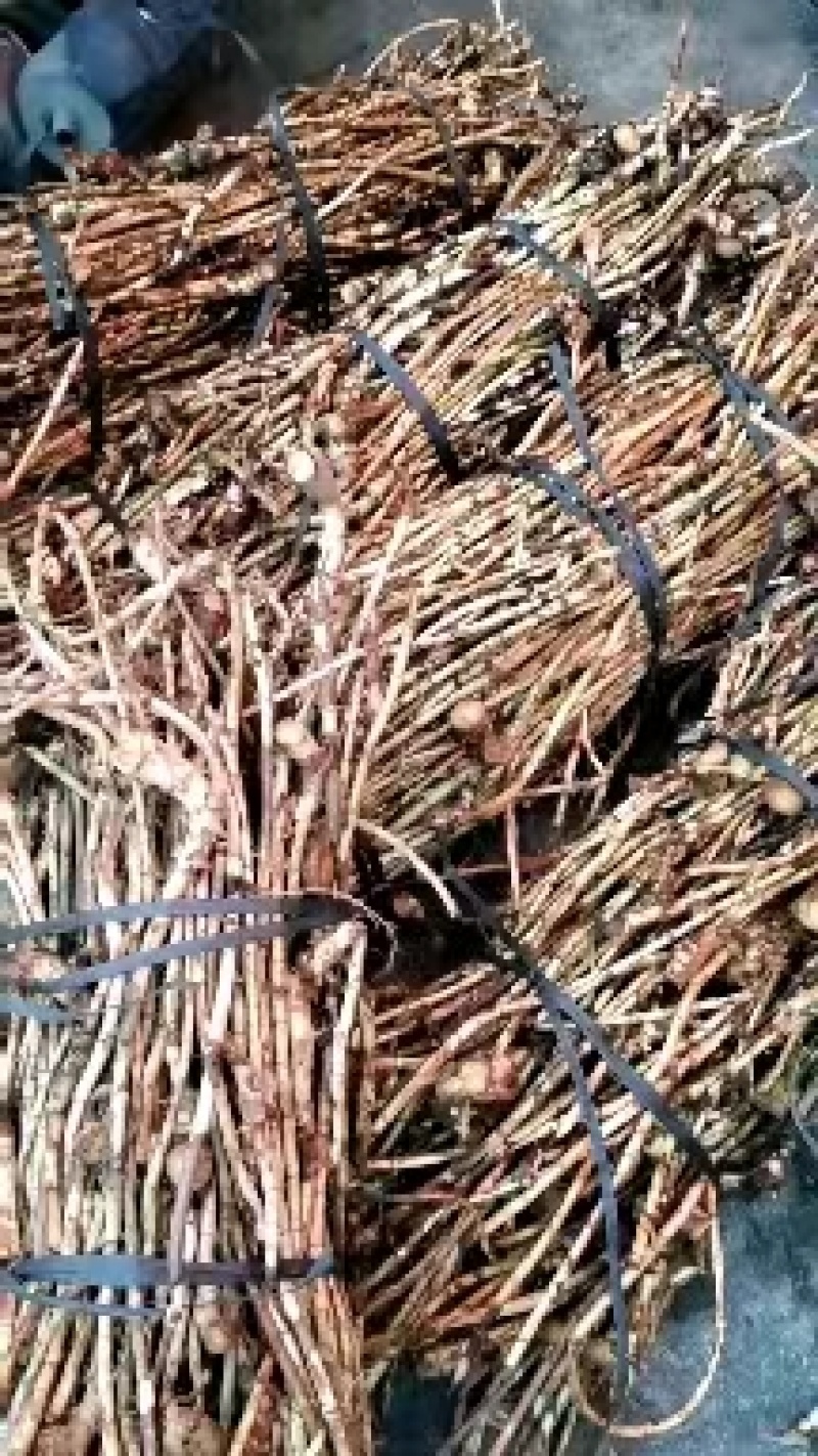 正宗黄苗仔砂仁根/产地直发品质好需要的老板电话联系
