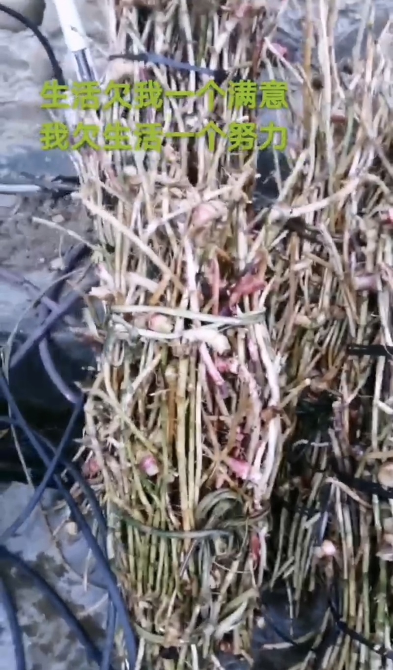 正宗黄苗仔砂仁根/产地直发品质好需要的老板电话联系