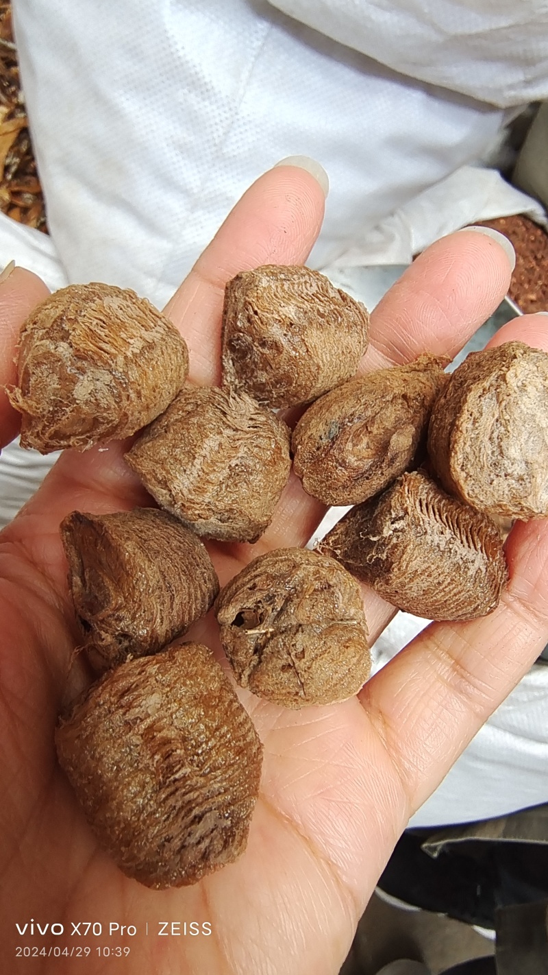 桑螵蛸各种规格干货一斤起包邮