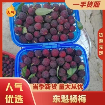 云南原产地精品杨梅量大质优价格优惠全国直销