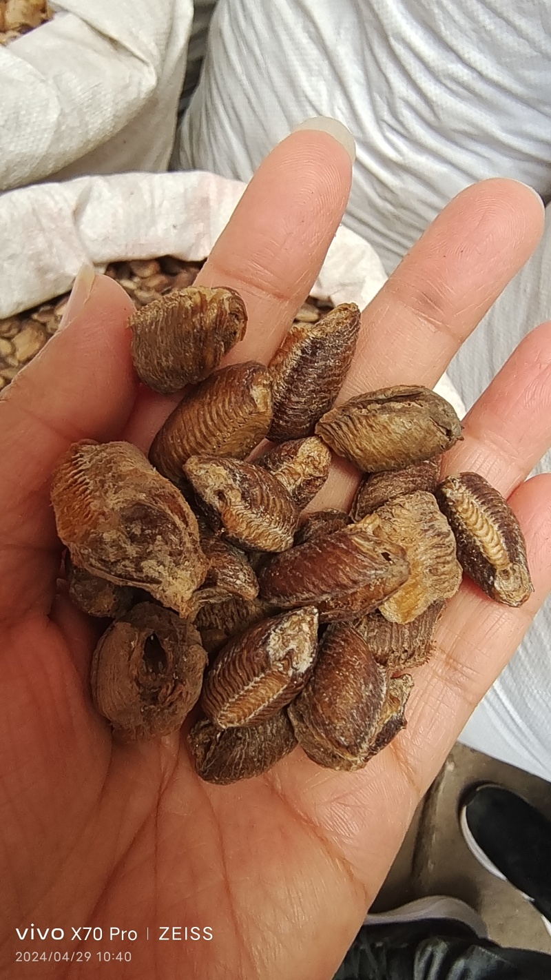 桑螵蛸各种规格干货一斤起包邮