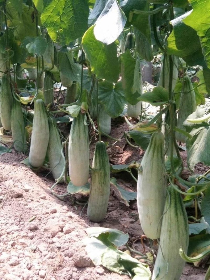 【精品头茬】羊角蜜甜瓜，大量供应电商，市场，货源充足可视频