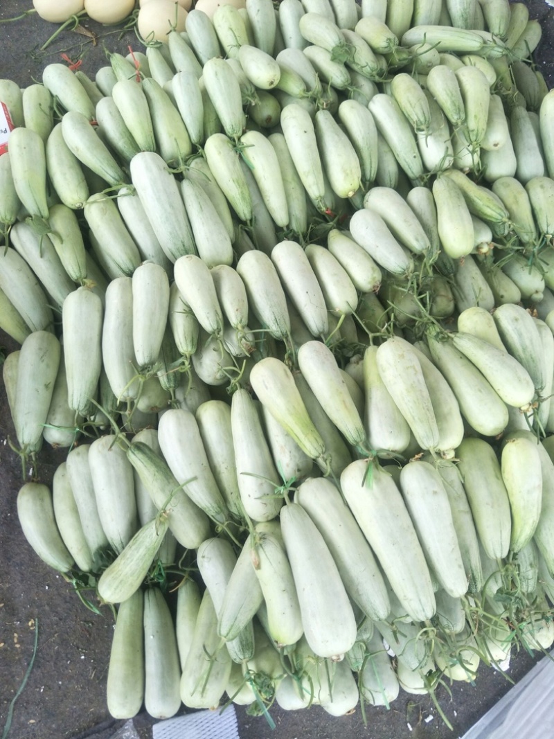 【精品头茬】羊角蜜甜瓜，大量供应电商，市场，货源充足可视频