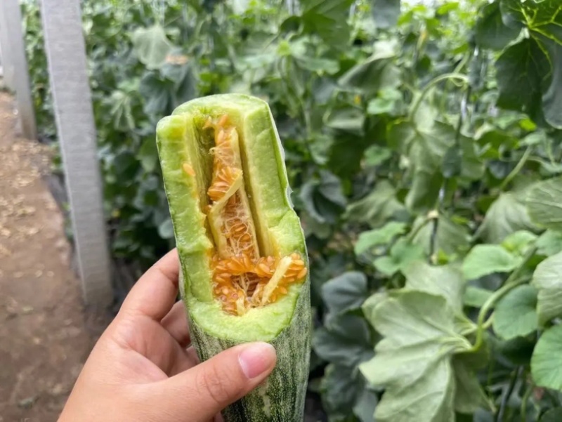 【精品头茬】羊角蜜甜瓜，大量供应电商，市场，货源充足可视频