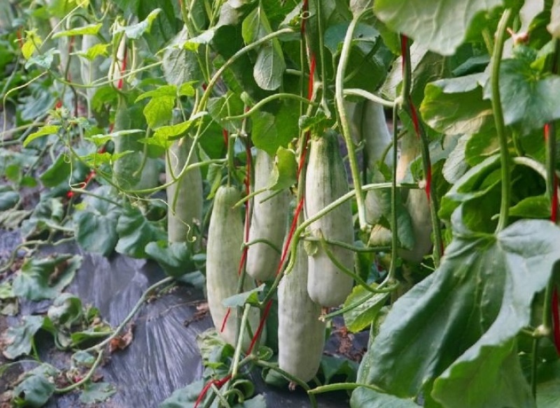 【精品头茬】羊角蜜甜瓜，大量供应电商，市场，货源充足可视频