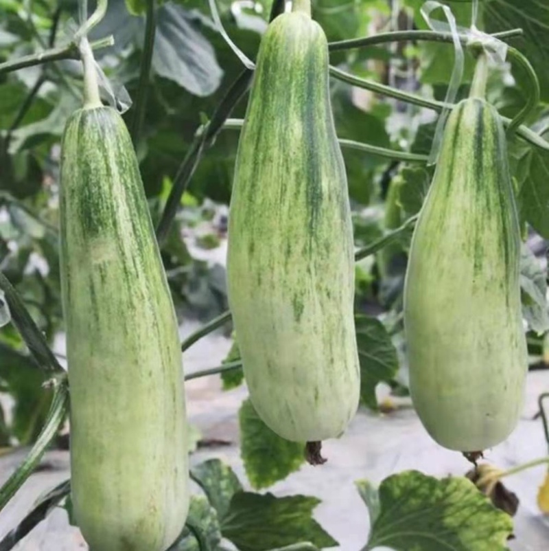 【精品头茬】羊角蜜甜瓜，大量供应电商，市场，货源充足可视频