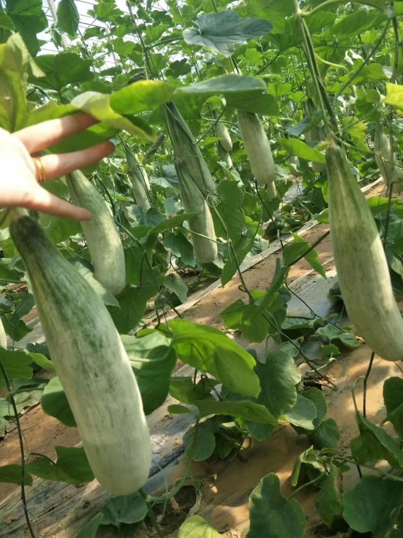 【精品头茬】羊角蜜甜瓜，大量供应电商，市场，货源充足可视频