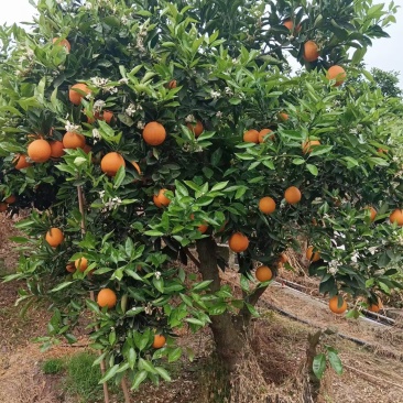 湖北宜昌，伦晚脐橙大量上市，全国供应，欢迎来电