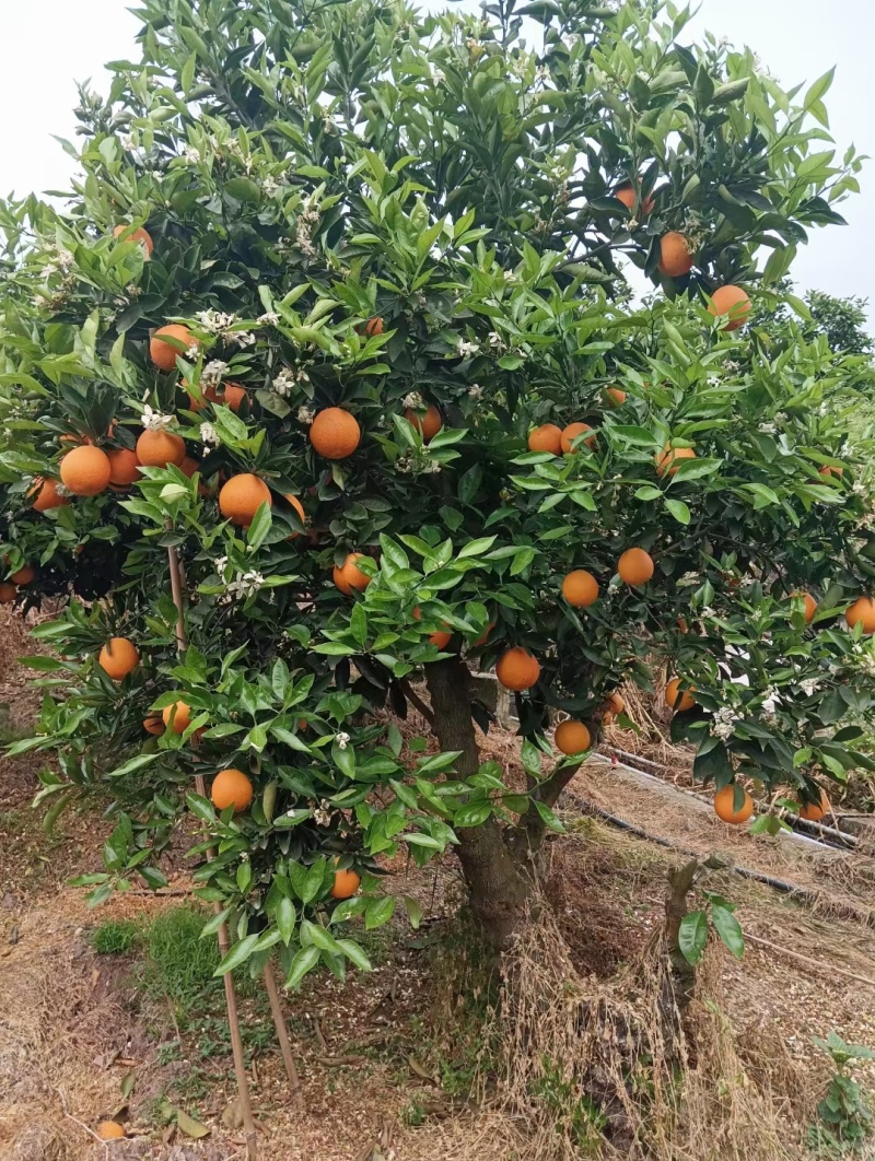 湖北宜昌，伦晚脐橙大量上市，全国供应，欢迎来电