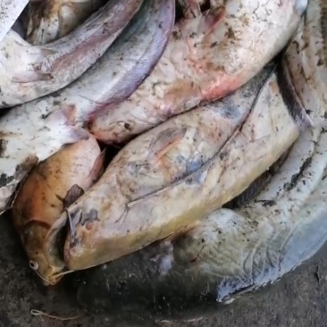 饲料鱼河鱼