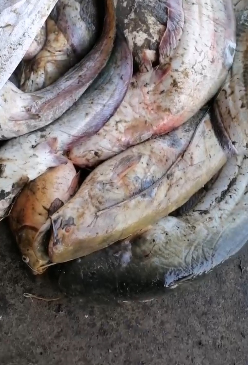 饲料鱼河鱼