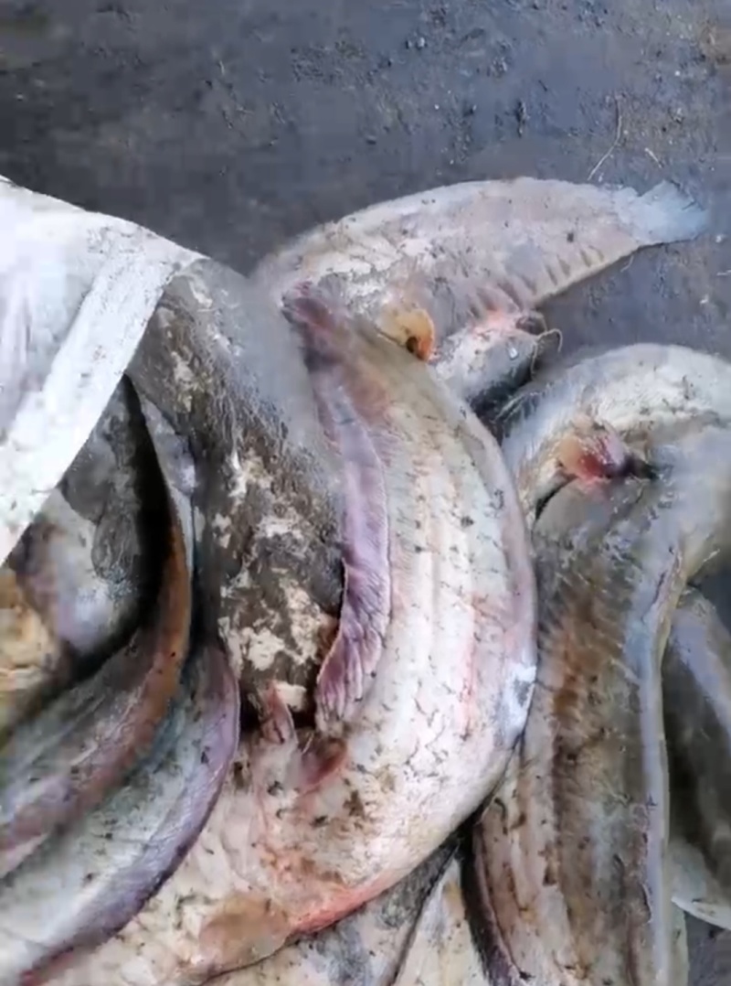 饲料鱼河鱼