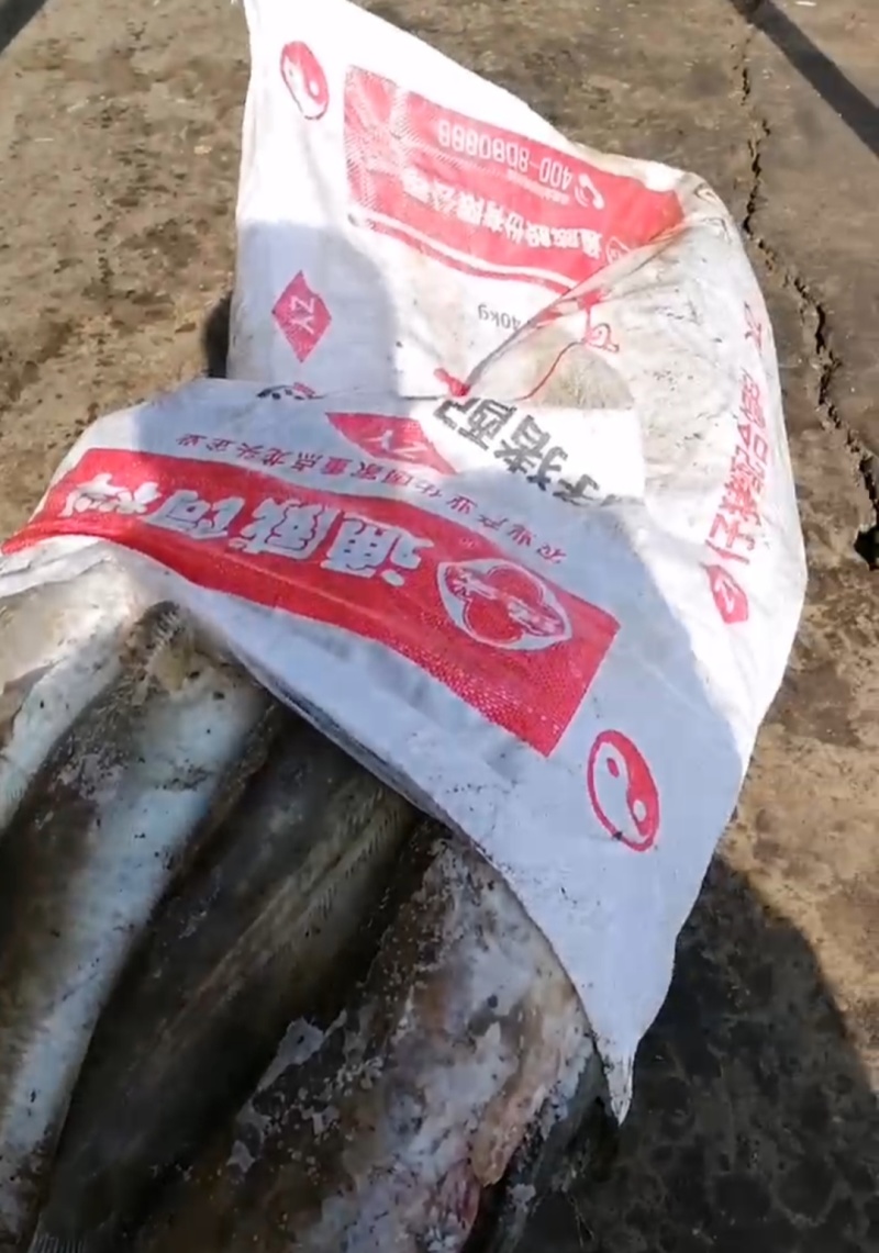 饲料鱼河鱼