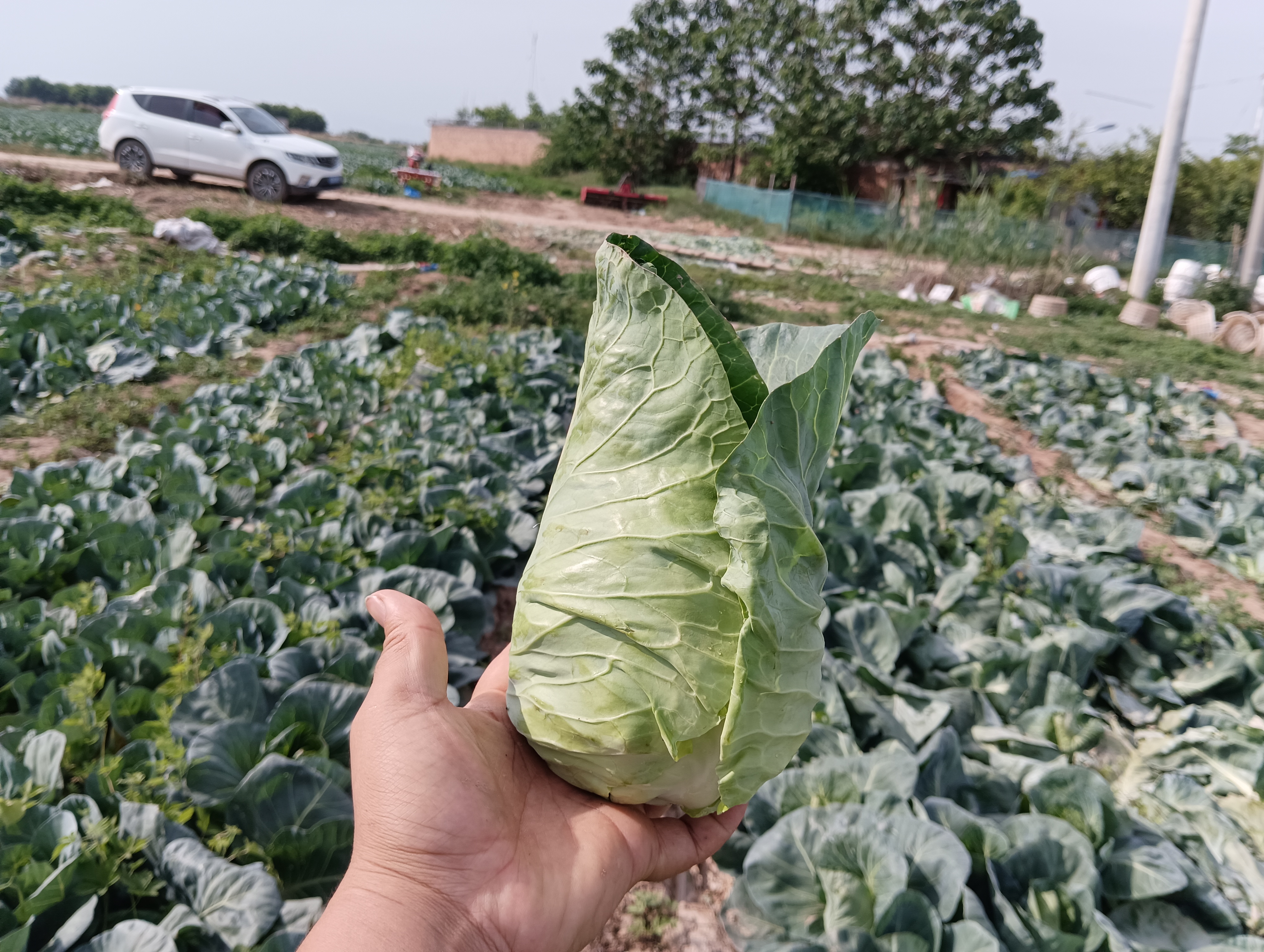 春季甘蓝定植管理图