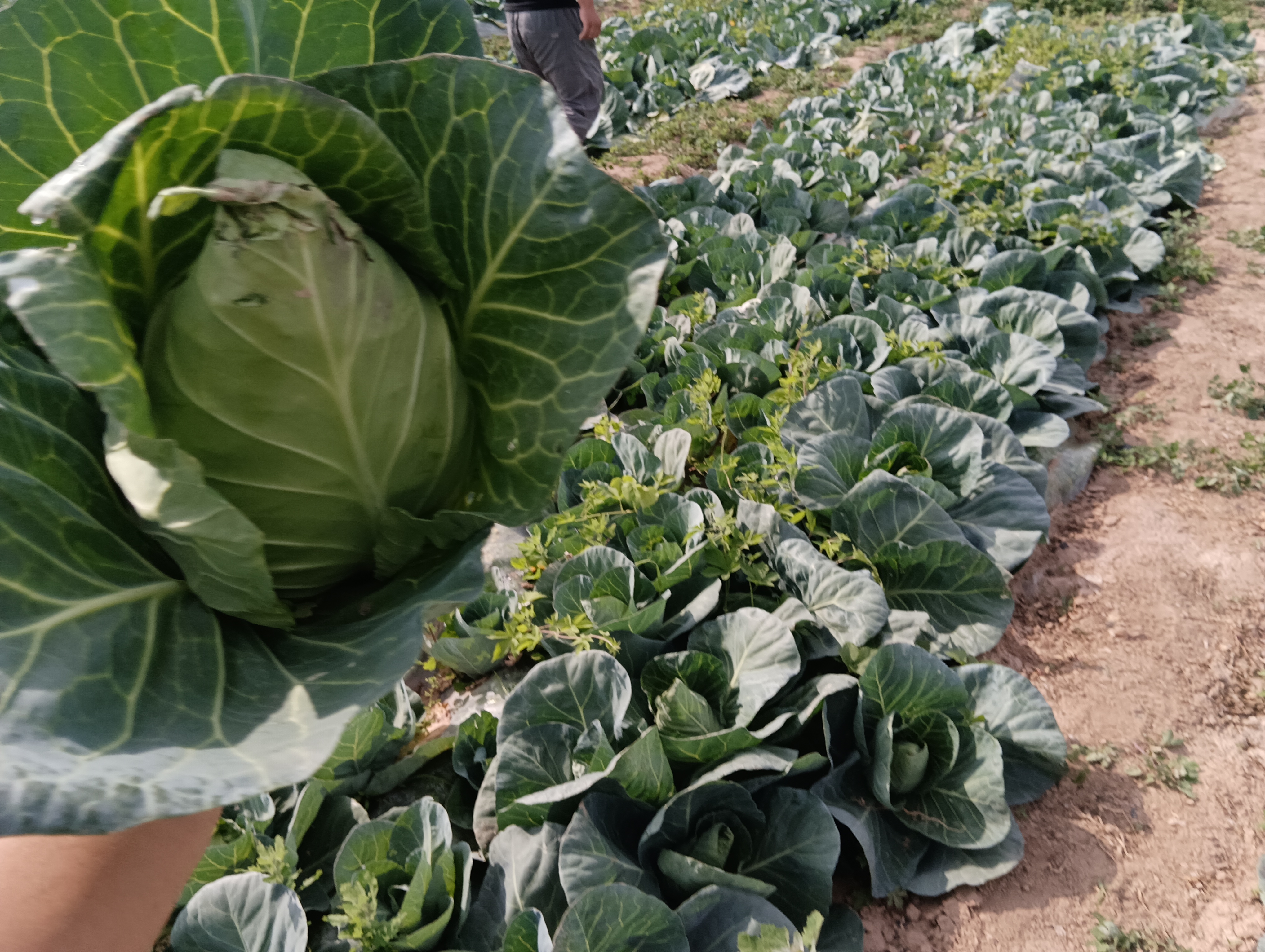 甘蓝种植技术培训现场