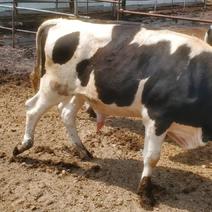 荷斯坦牛犊大量出售价格支持视频欢迎来电咨询洽谈