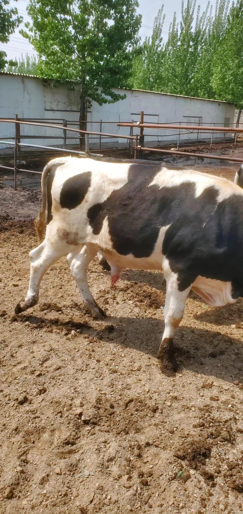 荷斯坦牛犊大量出售价格优惠支持视频看货欢迎来电咨询洽谈