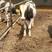 荷斯坦牛犊大量出售价格优惠支持视频看货欢迎来电咨询洽谈