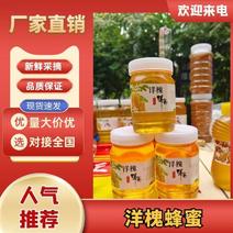 野蜂蜜枣花蜂蜜枇杷蜂蜜洋槐蜂蜜量大质优价格优惠