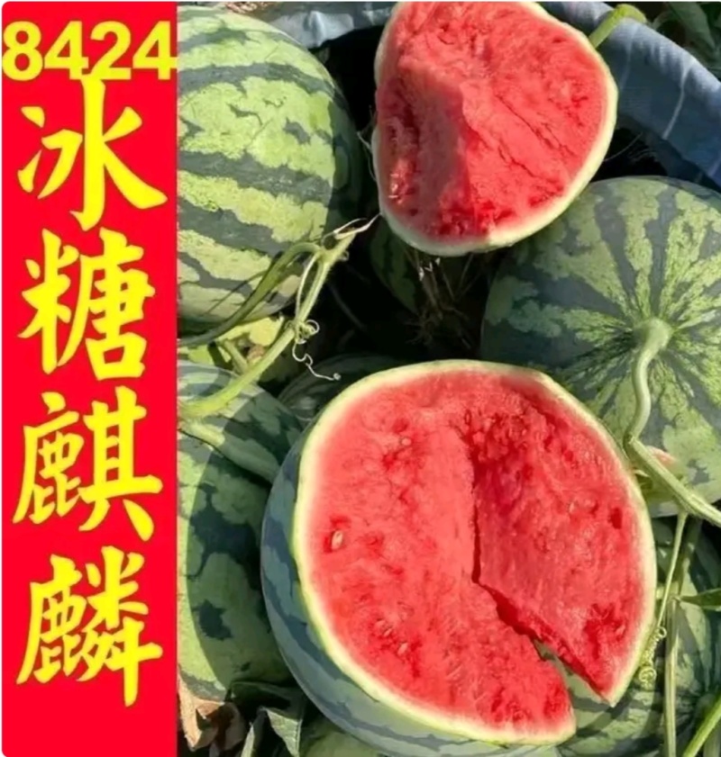 河南西瓜8424麒麟美都嘉年华产地直发包熟包甜诚信