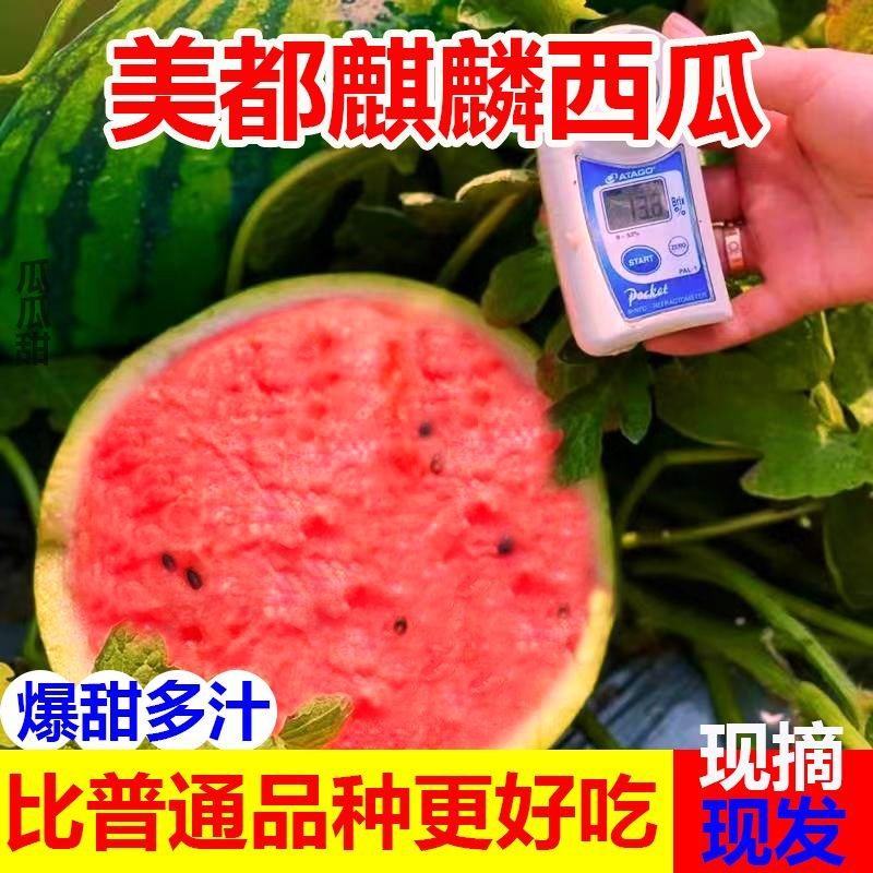 河南西瓜8424麒麟美都嘉年华产地直发包熟包甜诚信