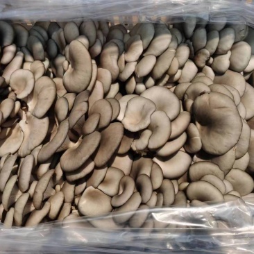 现摘平菇