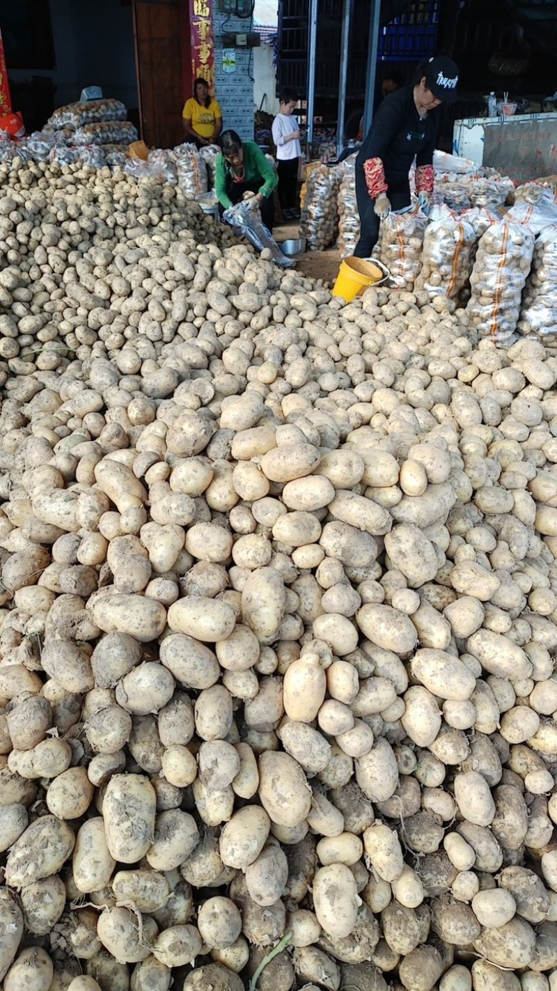 【精品黄心土豆】湖北产地直发大量上市全国供应