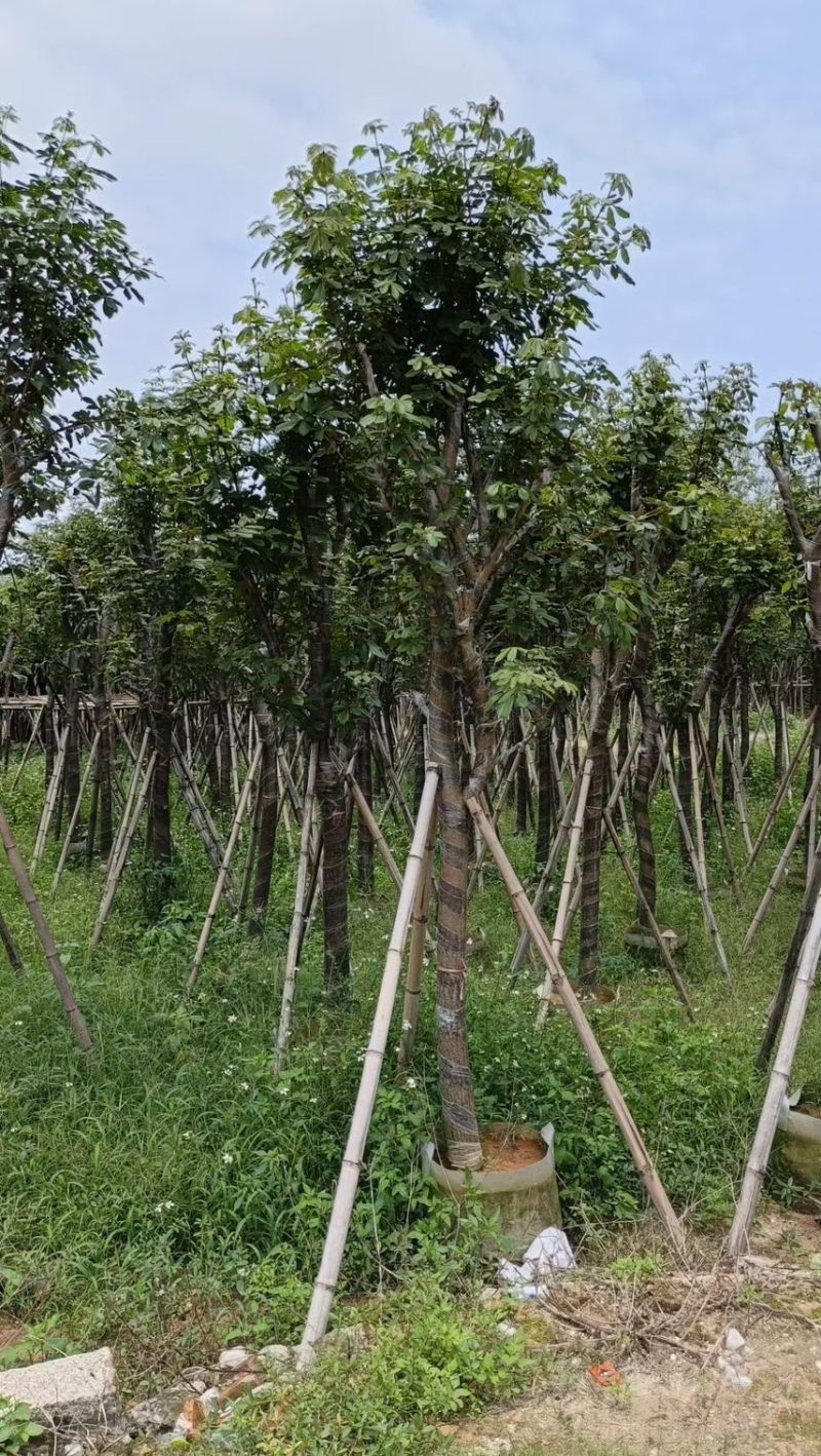 黄花风铃木5分至15分支持视频看货欢迎来电咨询