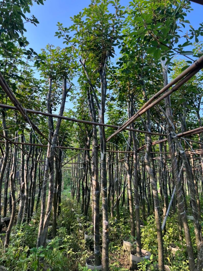 黄花风铃木5分至15分支持视频看货欢迎来电咨询