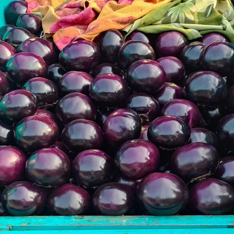 河南本土精品紫光圆茄大量供应，一手货源，欢迎前来订购！