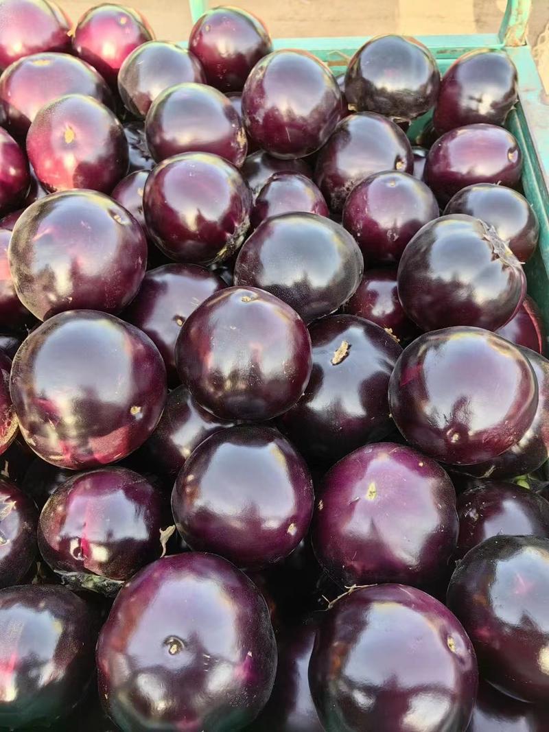 河南本土精品紫光圆茄大量供应，一手货源，欢迎前来订购！