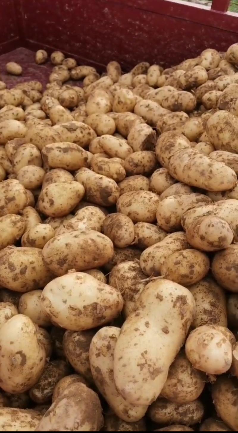 【沃土系列土豆】农户种植没有中间商诚信经营欢迎来电