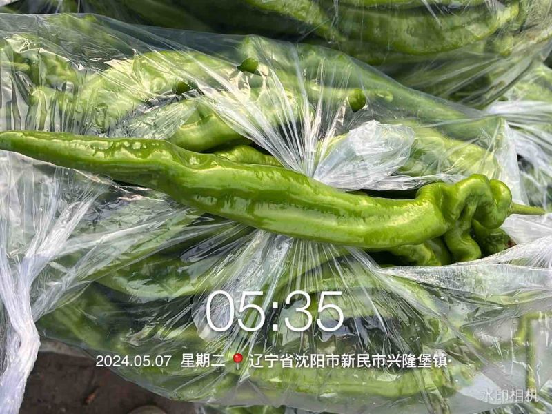 东北辽宁螺丝椒，精品，通货各种品相供应齐全，各类辣椒