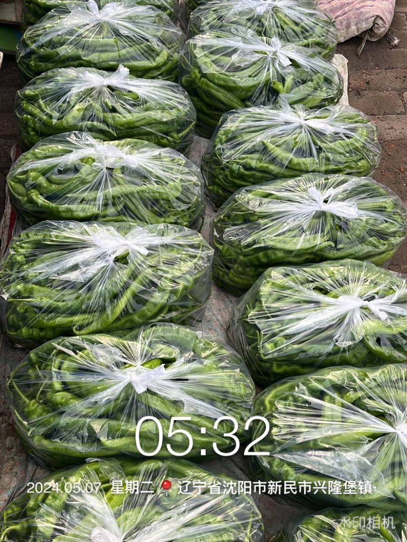 东北辽宁螺丝椒，精品，通货各种品相供应齐全，各类辣椒