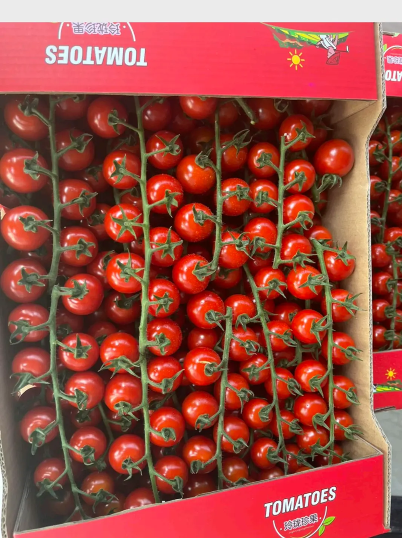 山东无土栽培串收珍珠小番茄，串串圣女果可供商超电商市场