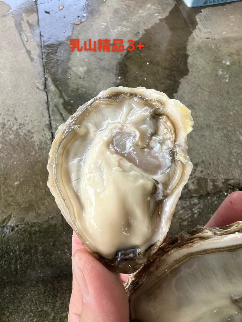 乳山精品生蚝，1+到7+全规格，一手批发，厂里直发