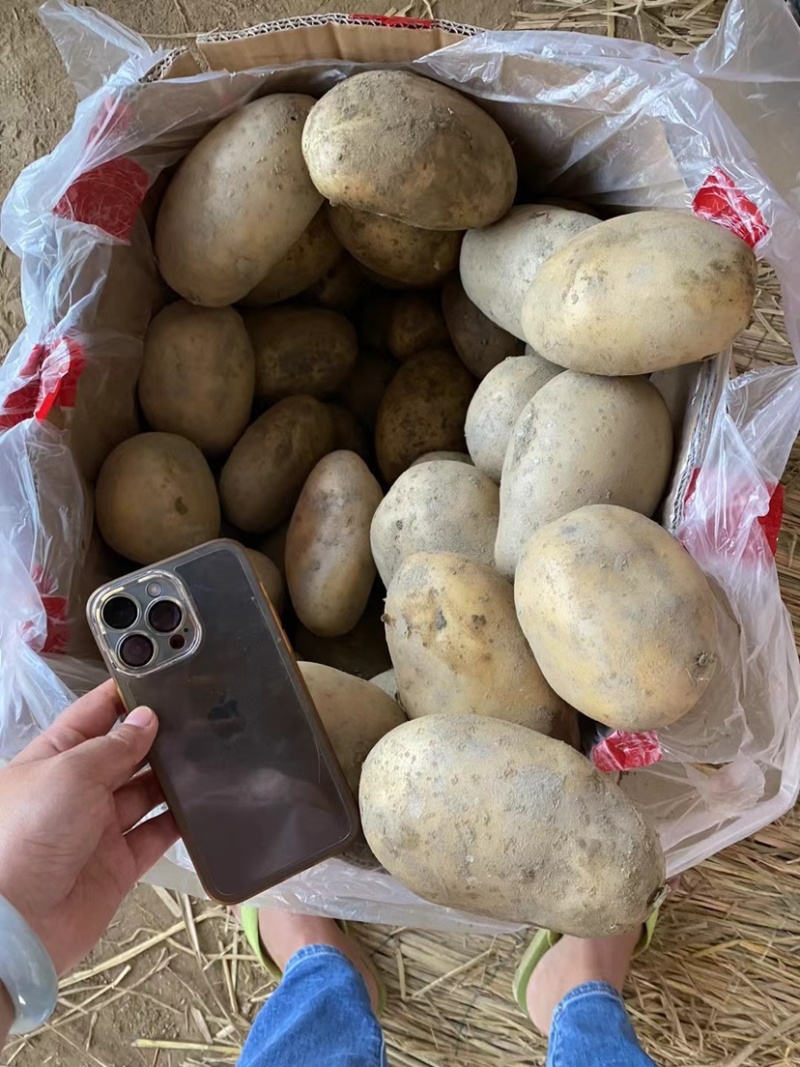 西森V7沃土
