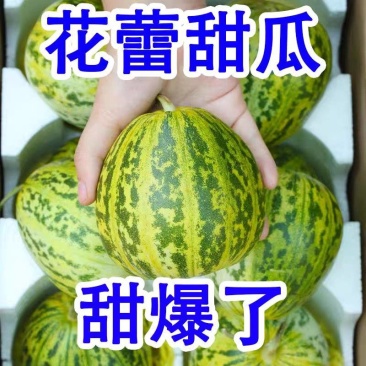 河南沙地花蕾甜瓜，花美人，皮薄肉厚一口甜。果肉香脆！