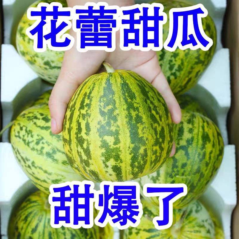 河南沙地花蕾甜瓜，花美人，皮薄肉厚一口甜。果肉香脆！