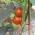 精品西红柿基地直供。量大从优质量保证欢迎咨询