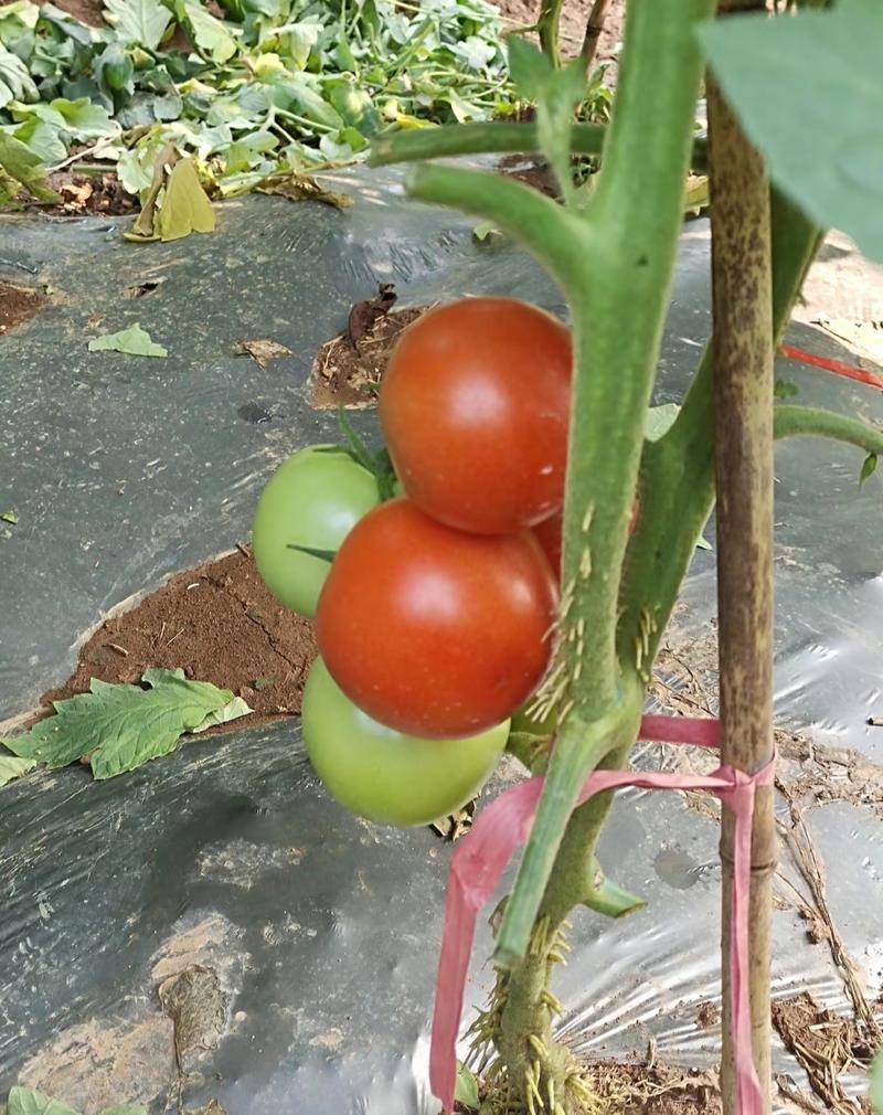 精品西红柿基地直供。量大从优质量保证欢迎咨询